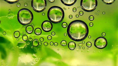 Ford estudia a las algas como potencial biocombustible